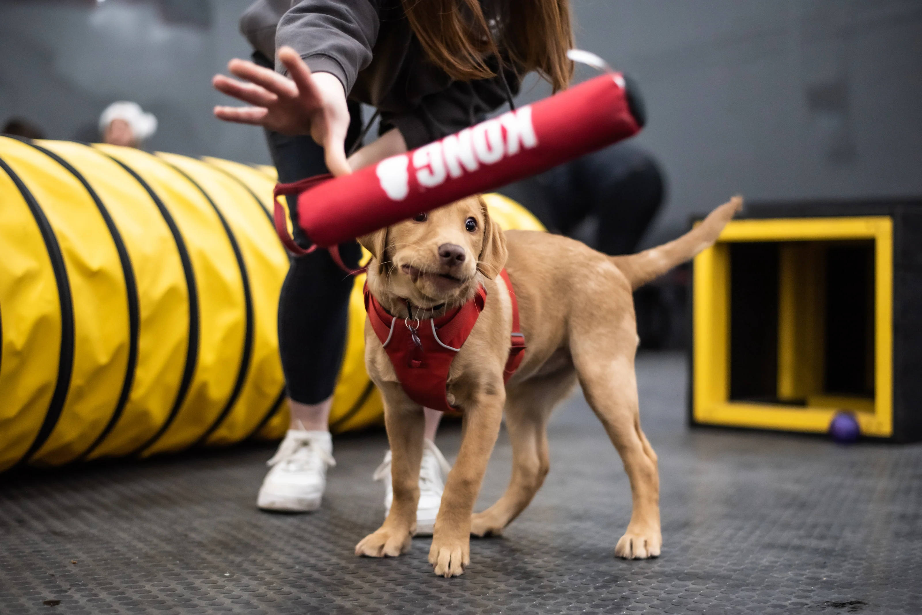 Natural Goodness for Every Dog